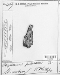 Hysterium pulicare image